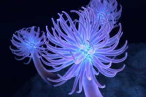 jellyfish, Underwater, Ocean, Sea, Bokeh, Jelly,  83