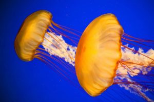 jellyfish, Underwater, Ocean, Sea, Bokeh, Jelly,  86