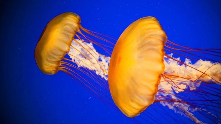jellyfish, Underwater, Ocean, Sea, Bokeh, Jelly,  86 HD Wallpaper Desktop Background