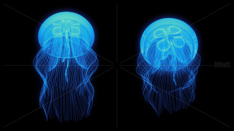 jellyfish, Underwater, Ocean, Sea, Bokeh, Jelly,  87 HD Wallpaper Desktop Background