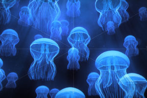 jellyfish, Underwater, Ocean, Sea, Bokeh, Jelly,  88