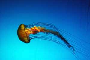 jellyfish, Underwater, Ocean, Sea, Jelly,  1
