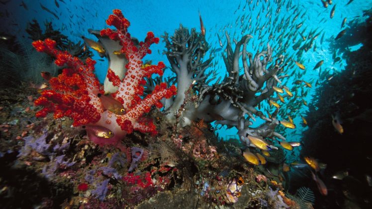 animals, Fishes, Underwater, Sealife, Oceans HD Wallpaper Desktop Background