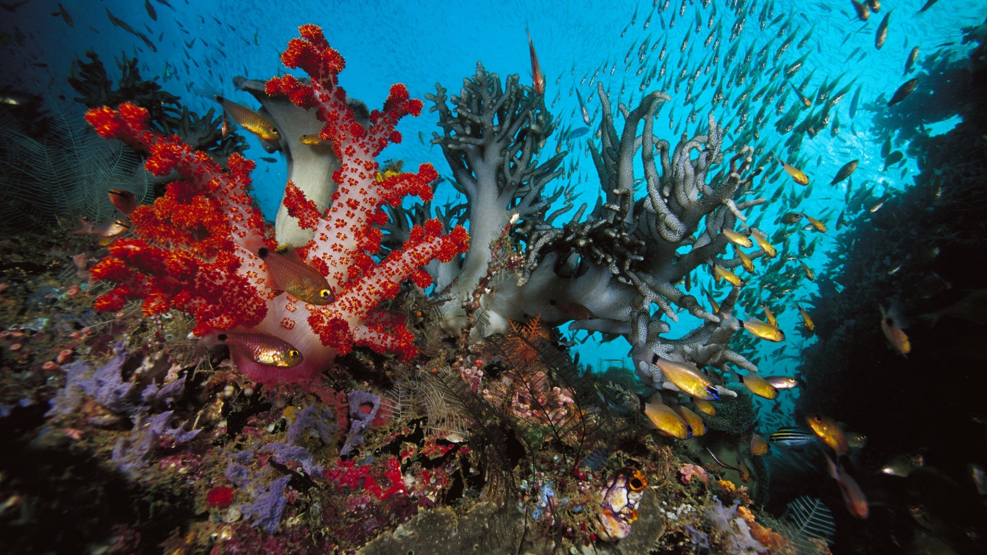 animals, Fishes, Underwater, Sealife, Oceans Wallpaper
