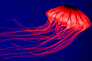 jellyfish, Underwater, Ocean, Sea, Jelly,  3