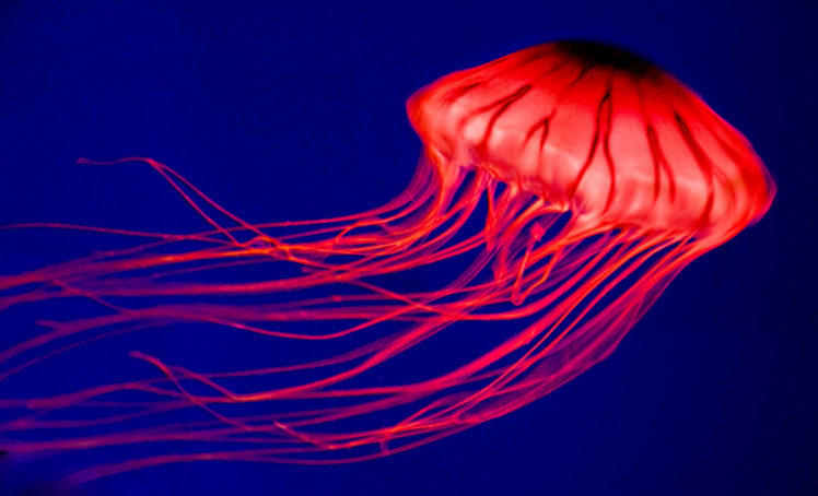 jellyfish, Underwater, Ocean, Sea, Jelly,  3 HD Wallpaper Desktop Background