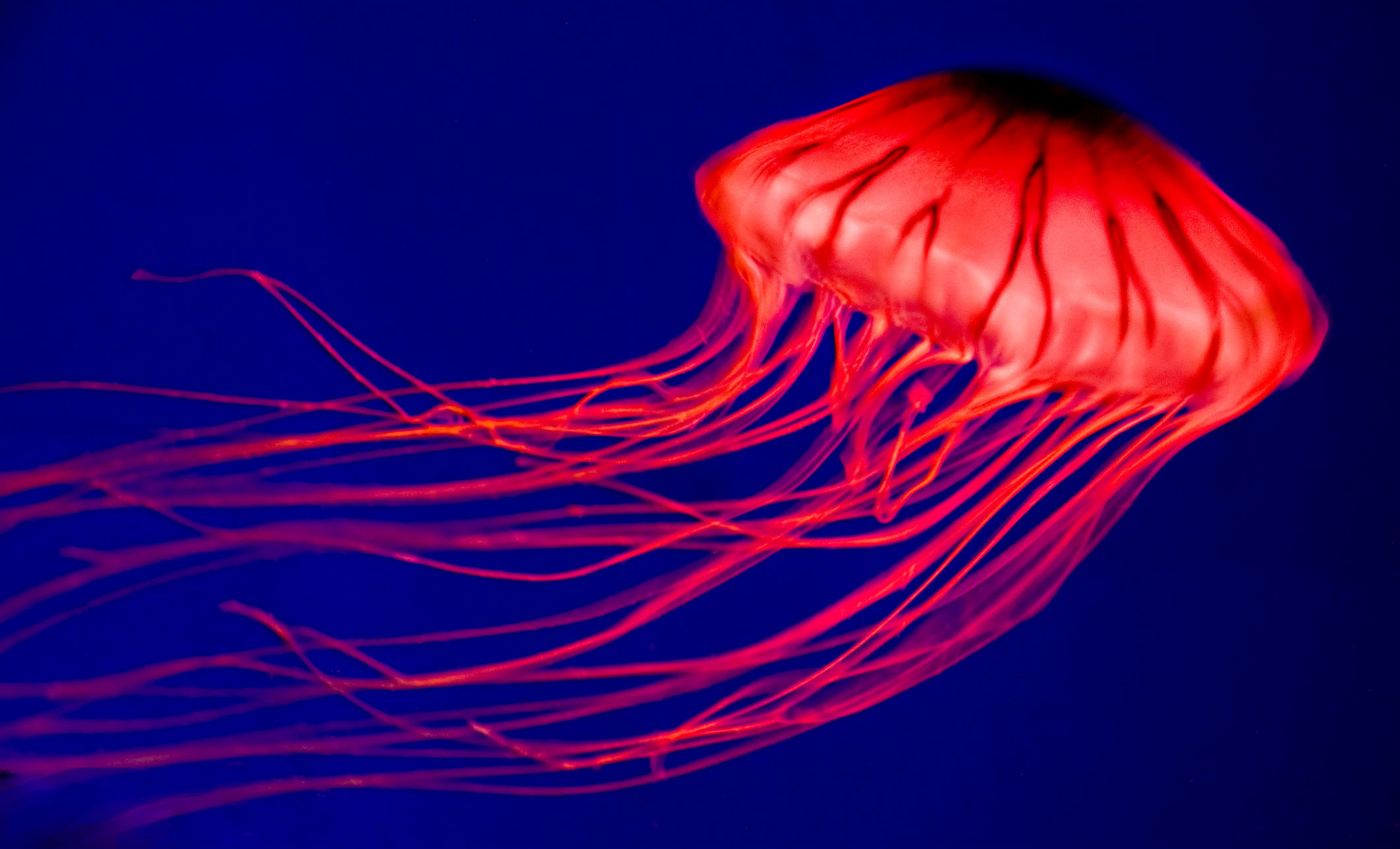jellyfish, Underwater, Ocean, Sea, Jelly,  3 Wallpaper