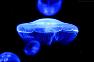 jellyfish, Underwater, Ocean, Sea, Jelly,  4