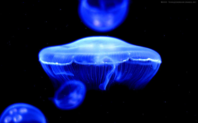 jellyfish, Underwater, Ocean, Sea, Jelly,  4 HD Wallpaper Desktop Background