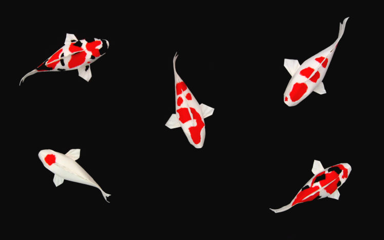 koi, Fishes HD Wallpaper Desktop Background