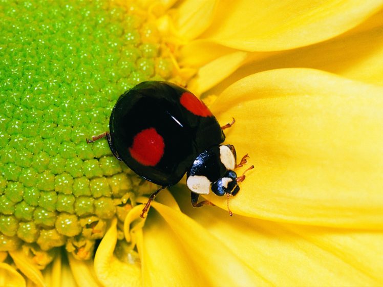 insects, Ladybirds HD Wallpaper Desktop Background