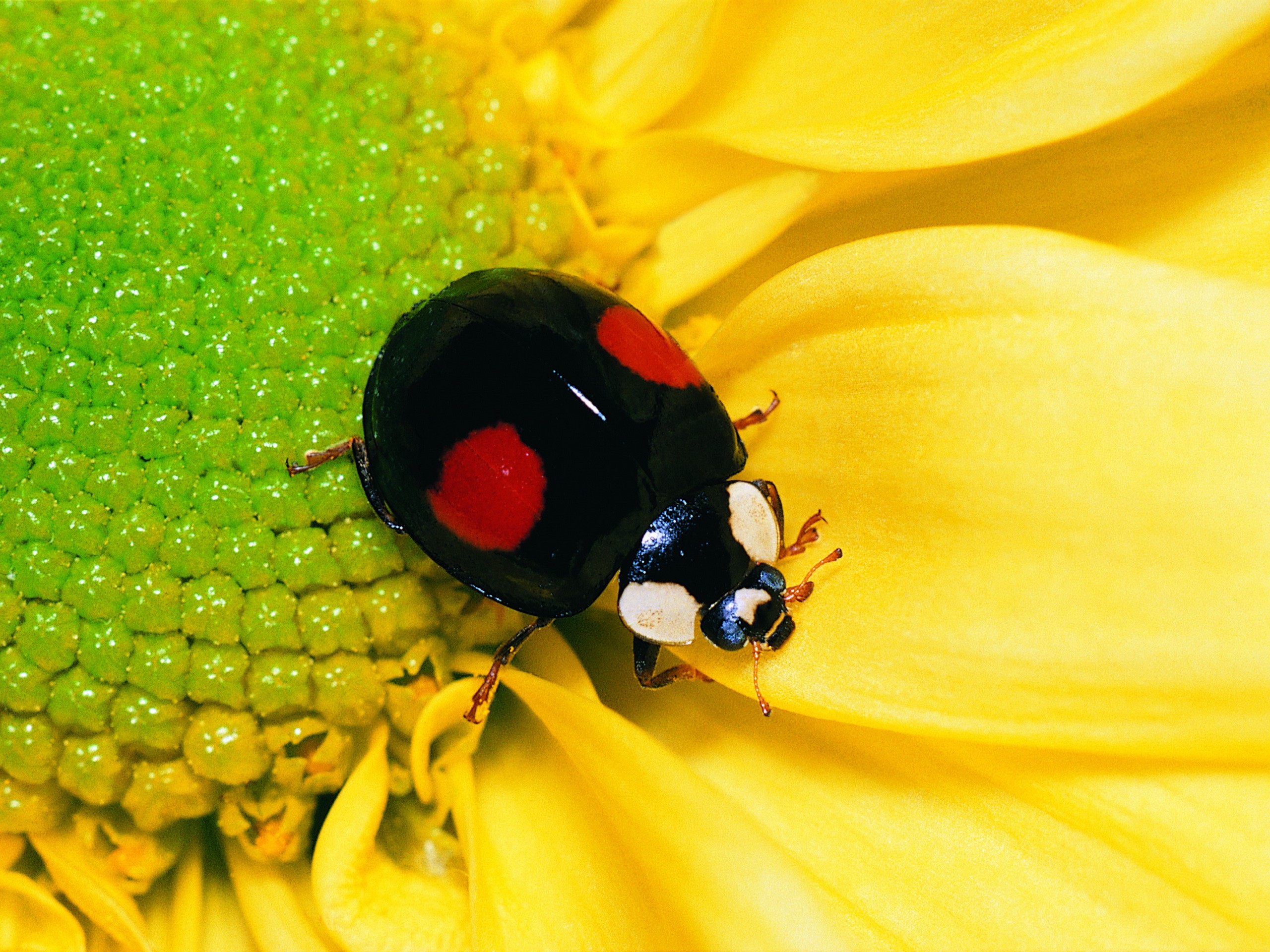 insects, Ladybirds Wallpaper