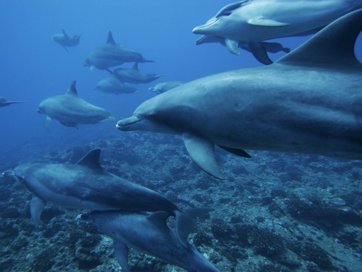 ocean, Monochrome, Dolphins, Underwater, Sea HD Wallpaper Desktop Background