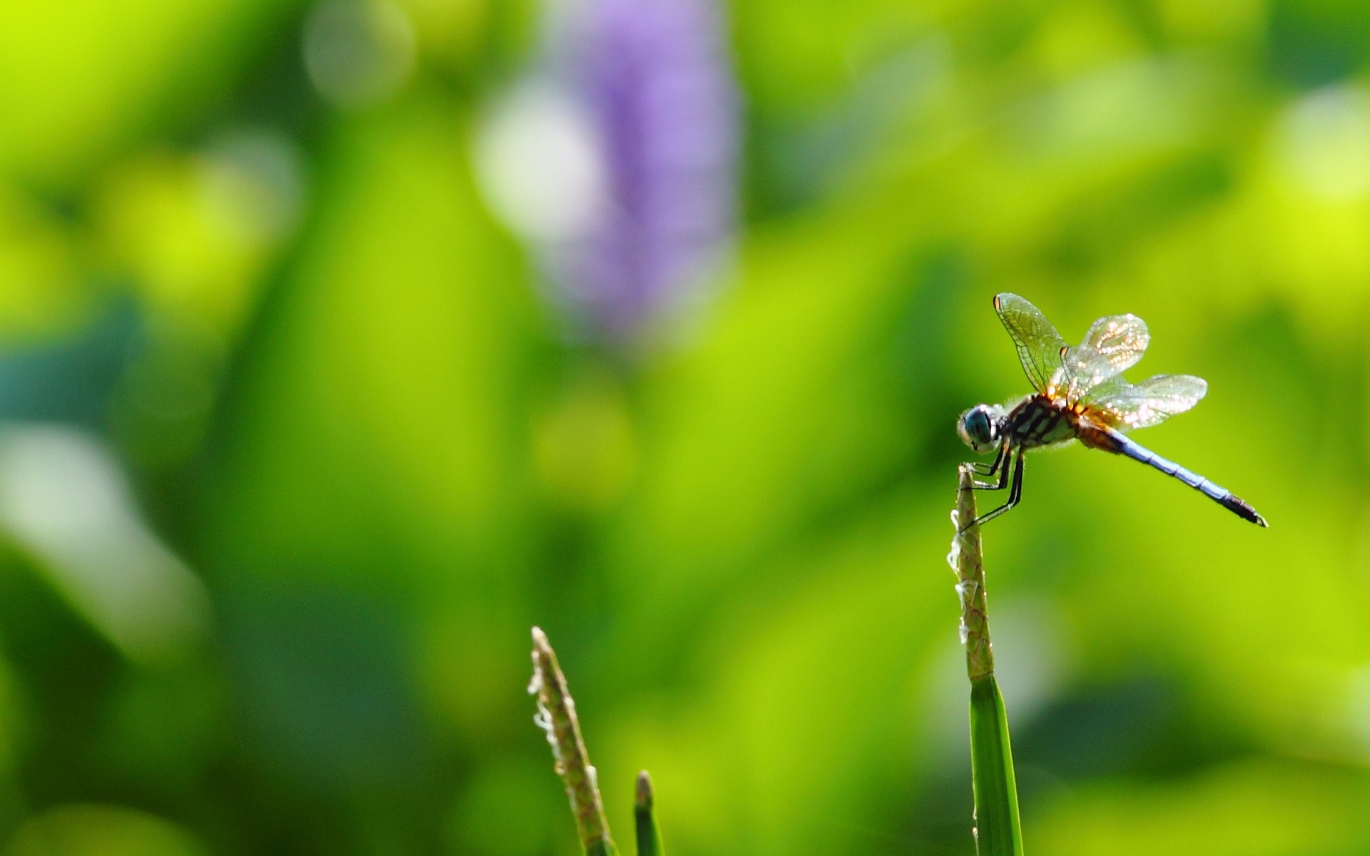 macro, Dragonflies Wallpaper