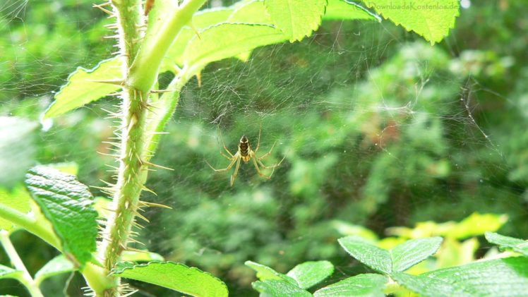 nature, Web, Spiders HD Wallpaper Desktop Background