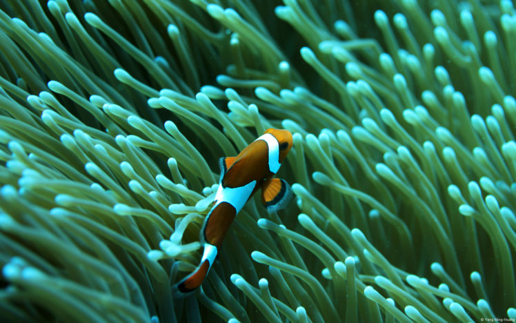 animals, Fishes, Underwater, Water HD Wallpaper Desktop Background