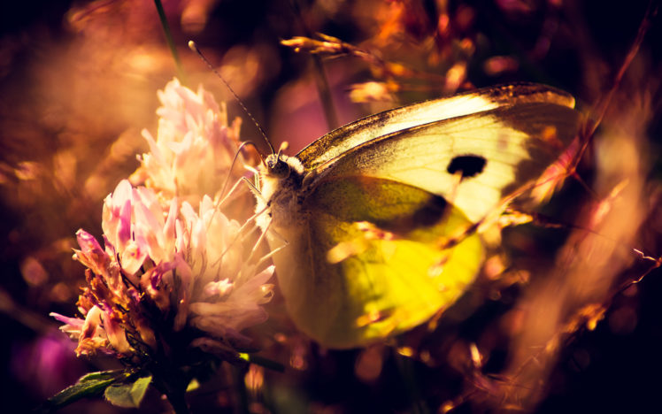 animals, Insects, Butterflies, Flowers, Nature HD Wallpaper Desktop Background