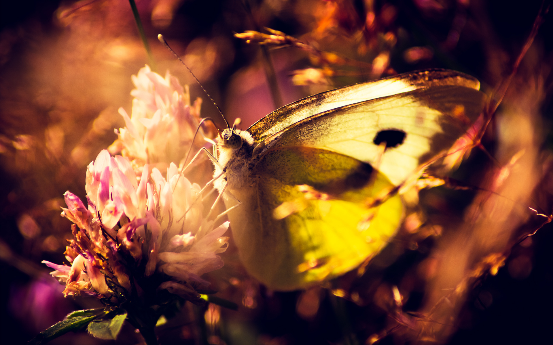 animals, Insects, Butterflies, Flowers, Nature Wallpaper