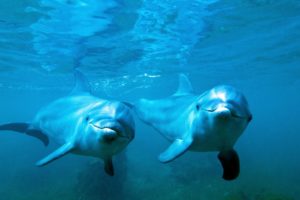 dolphin, A, Couple, Underwater