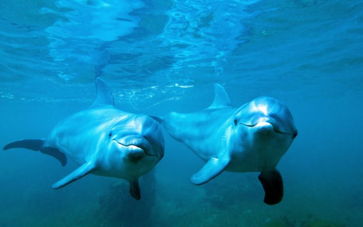 dolphin, A, Couple, Underwater HD Wallpaper Desktop Background