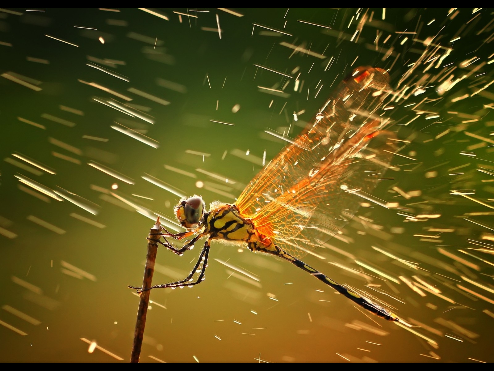 dragon, Fly Wallpaper