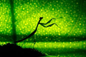 green, Insects, Leaves, Silhouettes, Mantis, Bokeh