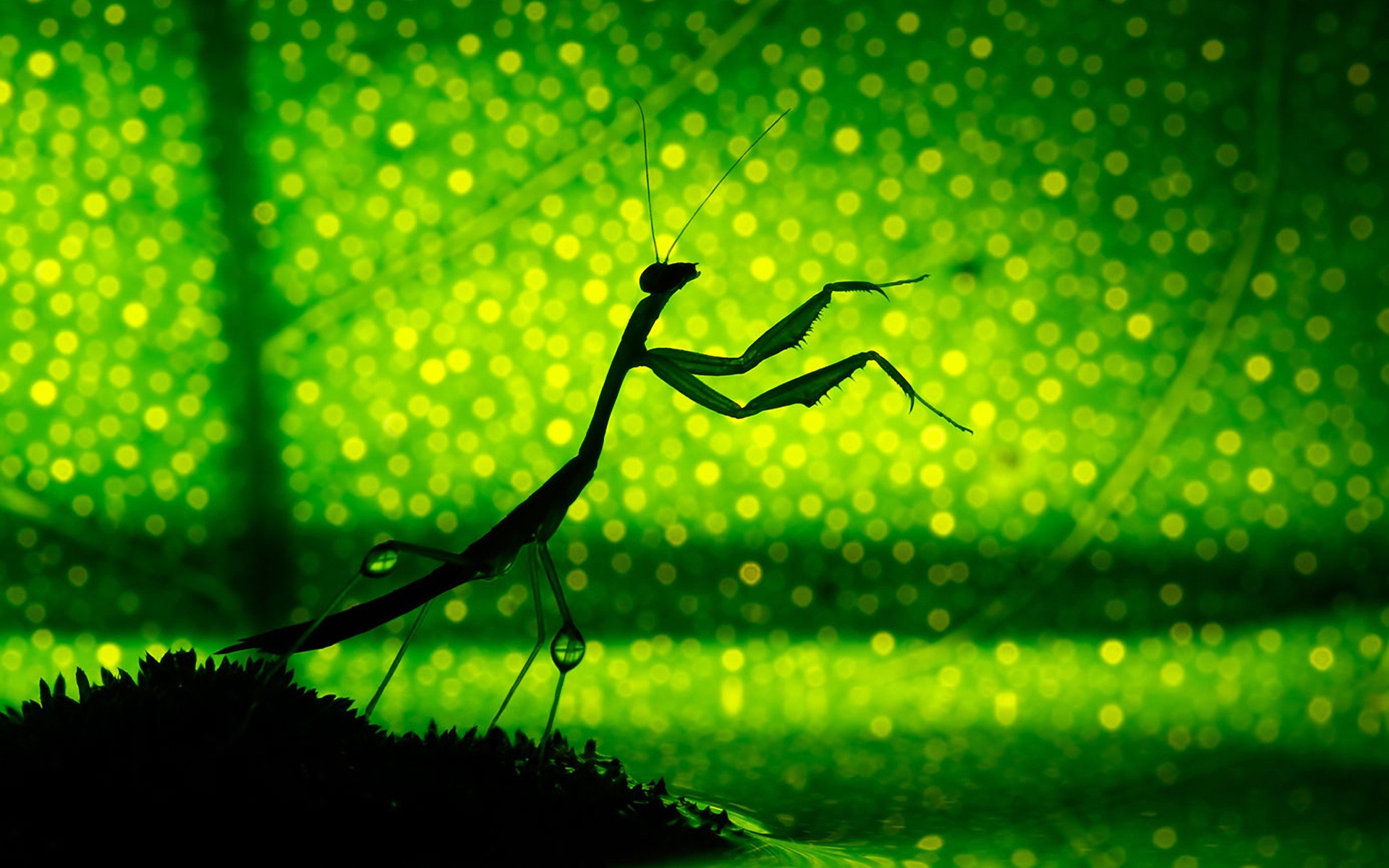 green, Insects, Leaves, Silhouettes, Mantis, Bokeh Wallpaper