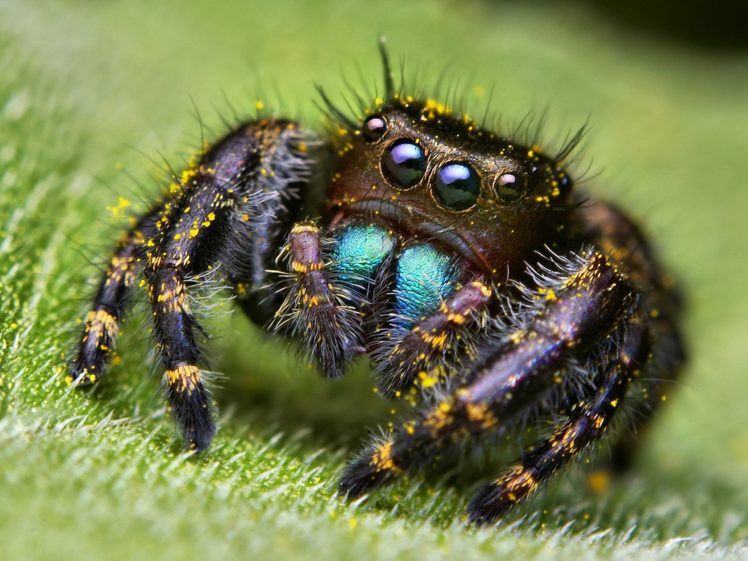 eyes, Spiders, Arachnids HD Wallpaper Desktop Background
