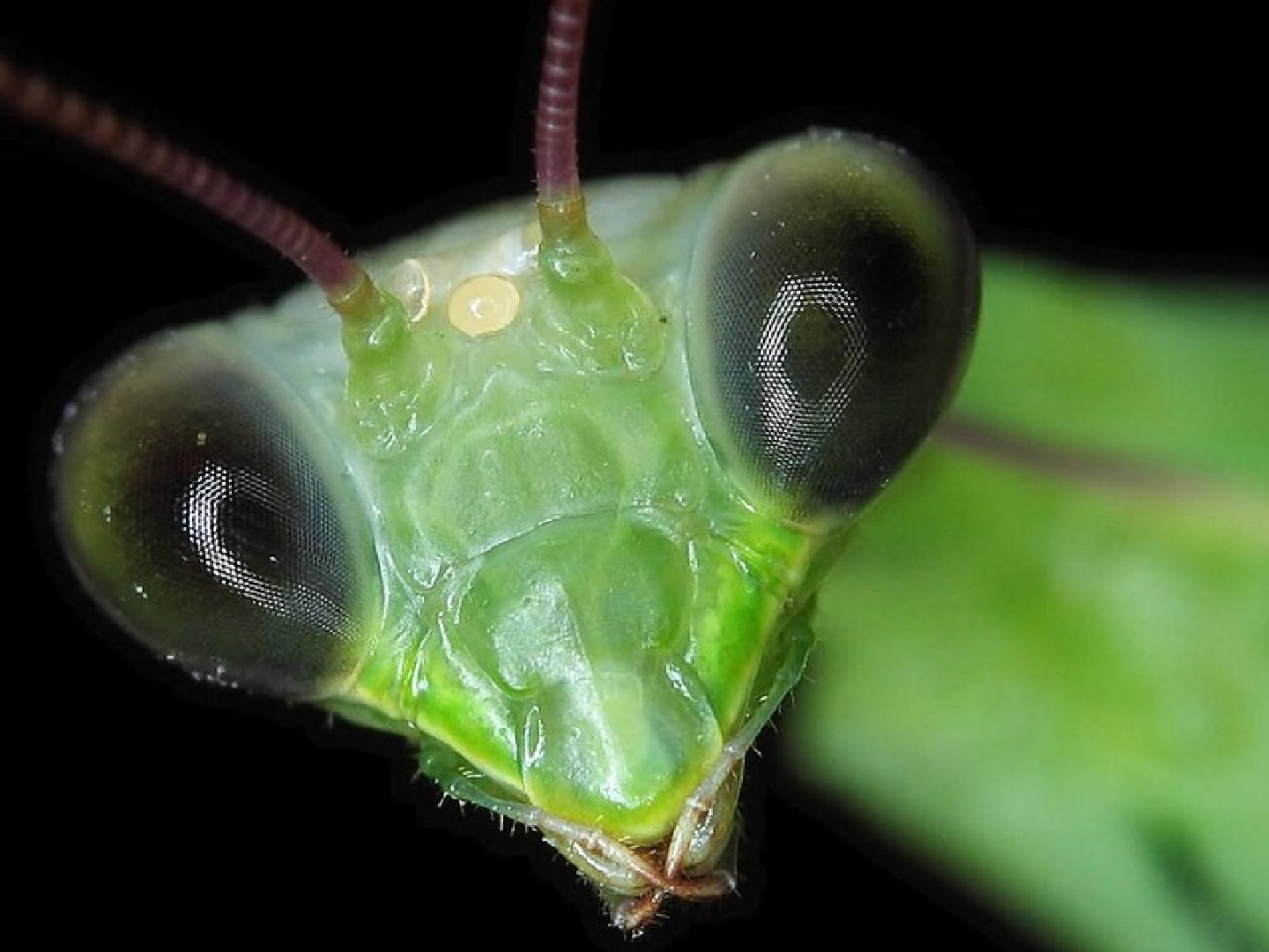 praying, Mantis, Insect Wallpaper
