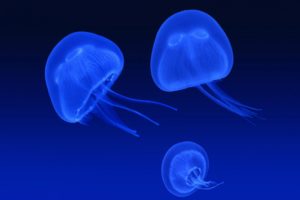 three, Jellyfishes