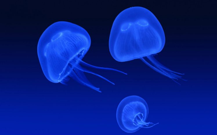 three, Jellyfishes HD Wallpaper Desktop Background