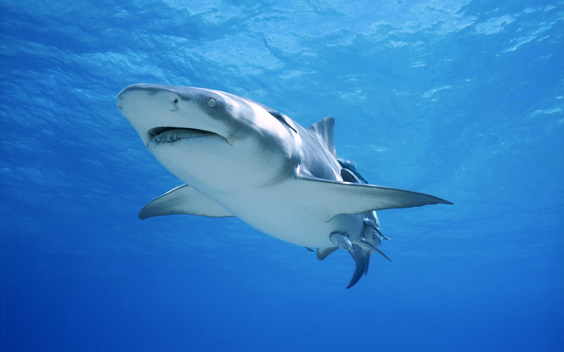 shark Wallpaper
