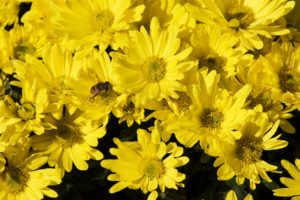 insects, Bees, Yellow, Flowers