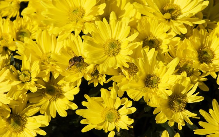 insects, Bees, Yellow, Flowers HD Wallpaper Desktop Background
