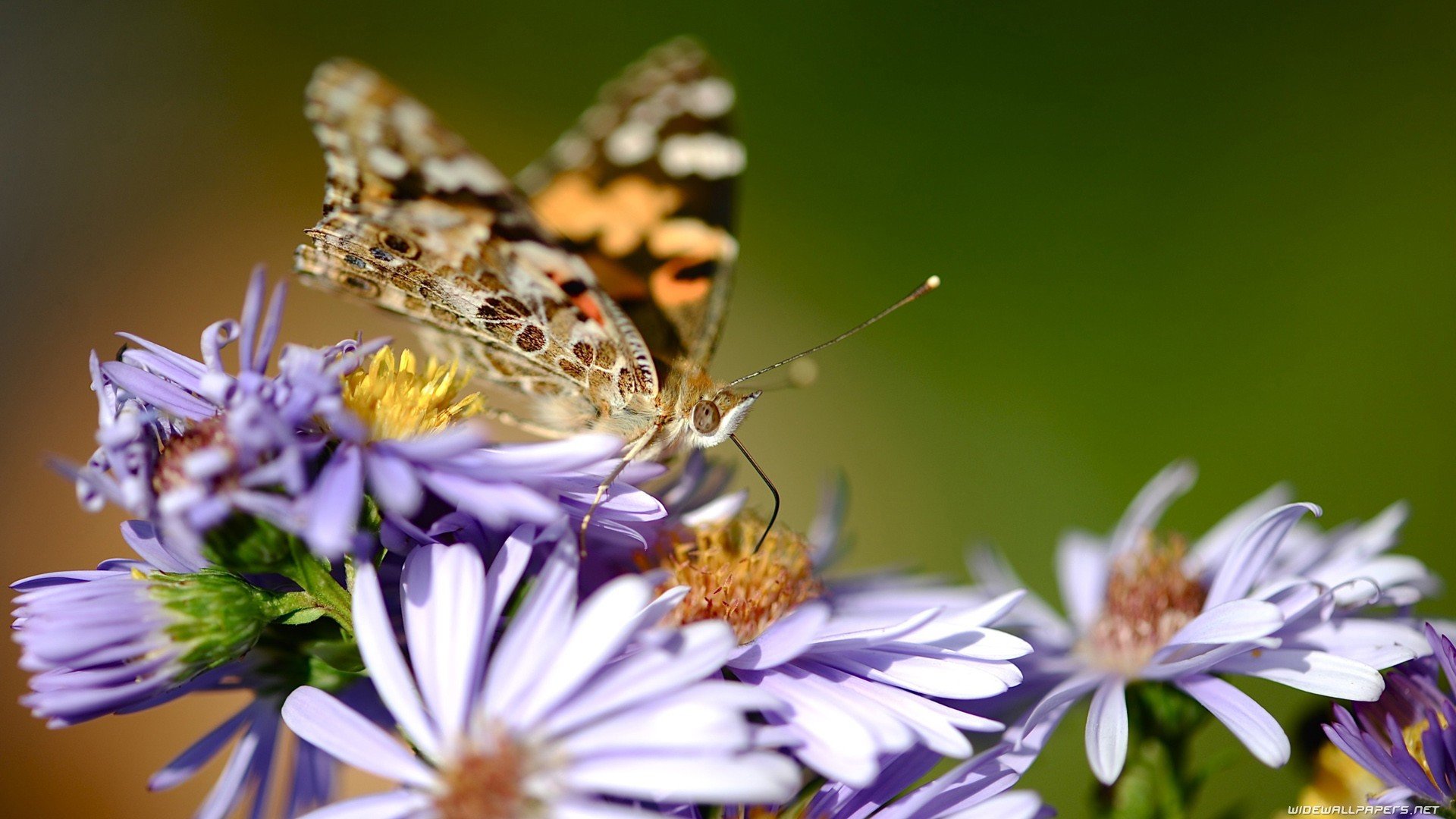 animals, Insects, Butterflies Wallpaper