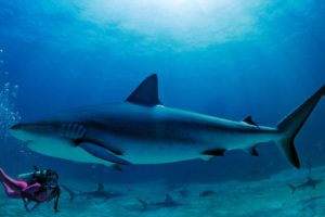 sharks, Bahamas