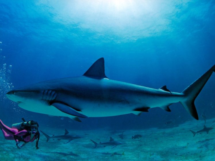 sharks, Bahamas HD Wallpaper Desktop Background