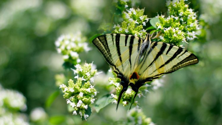 close up, Butterflies HD Wallpaper Desktop Background