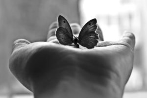 monochrome, Butterflies