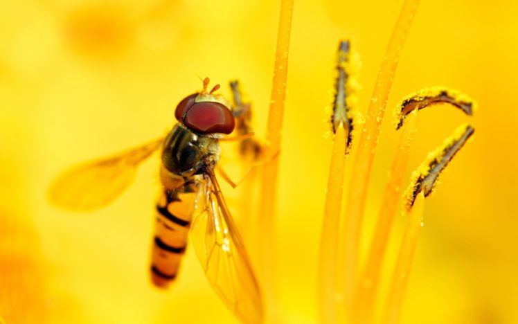 nature, Macro, Bees, Animal, World HD Wallpaper Desktop Background