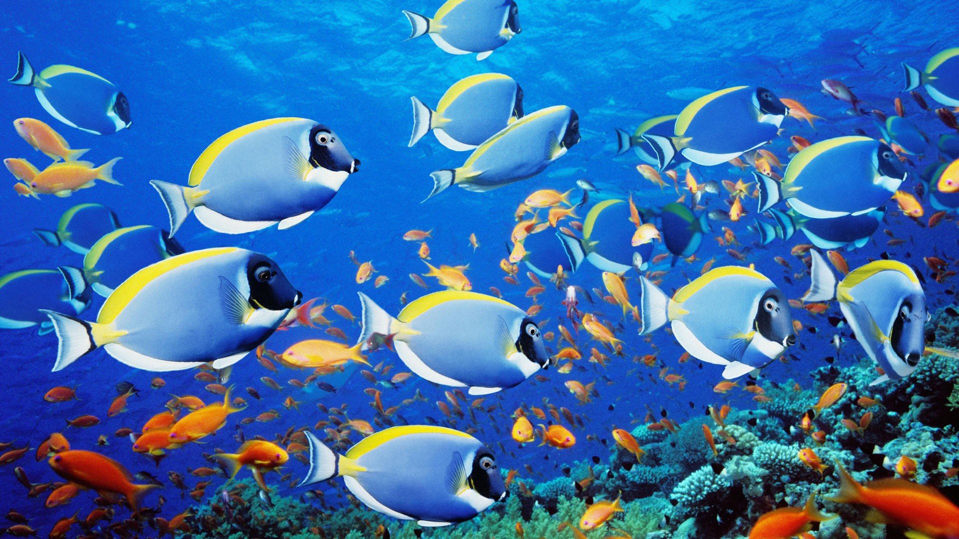fish, School, Thailand Wallpaper