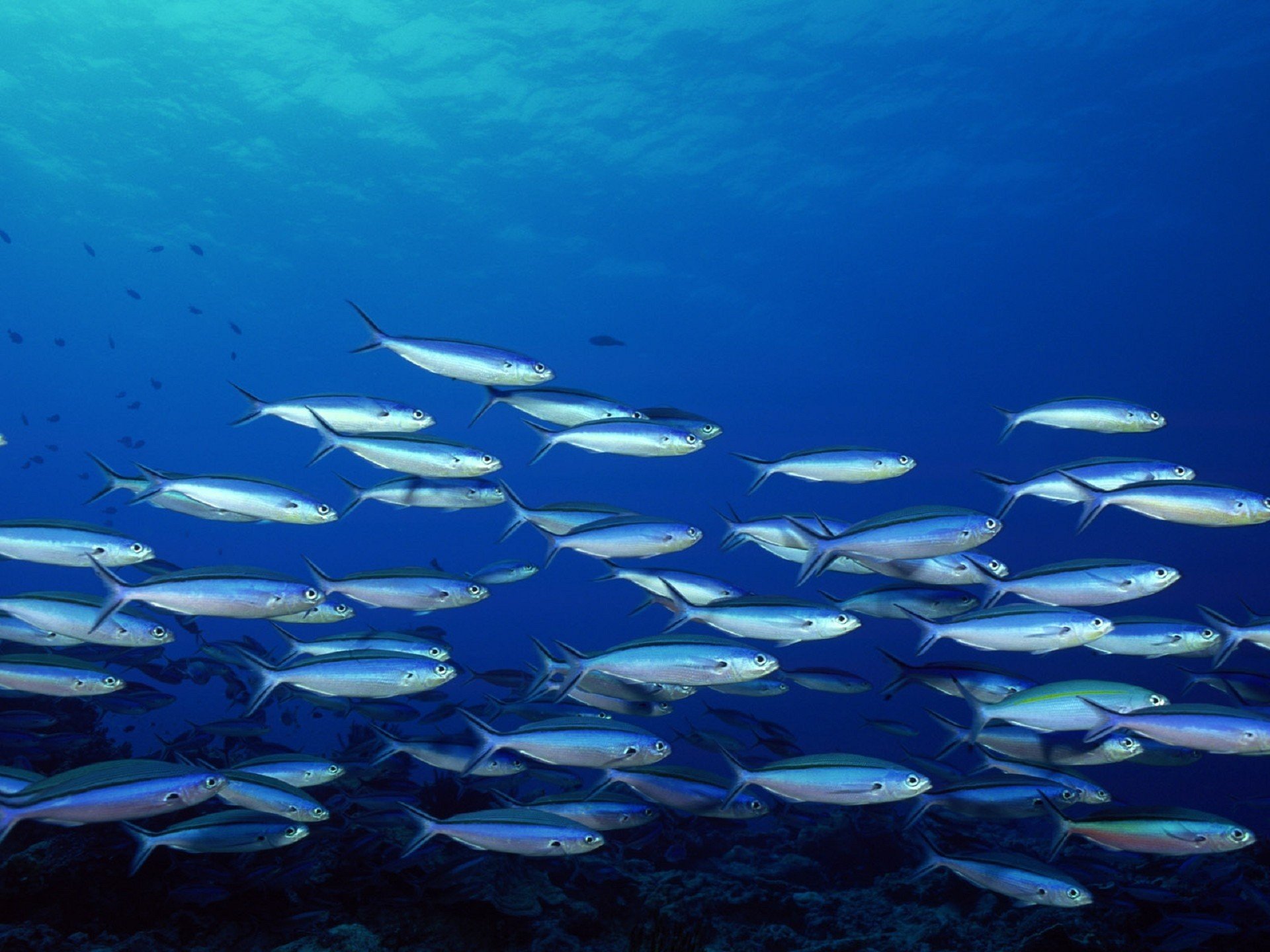 animals, Fish, School Wallpaper