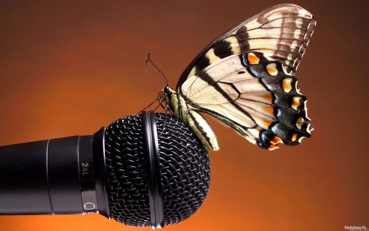 animals, Microphones, Butterflies HD Wallpaper Desktop Background