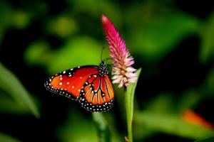 butterfly, Nature, Animal, Forest, Color, Tree, Hdr, Ultrahd, Black, White, Hd, 4k, Wallpaper