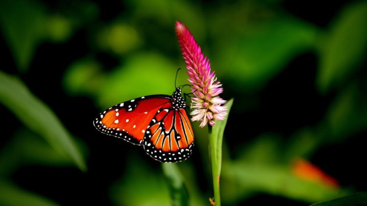 butterfly, Nature, Animal, Forest, Color, Tree, Hdr, Ultrahd, Black, White, Hd, 4k, Wallpaper HD Wallpaper Desktop Background