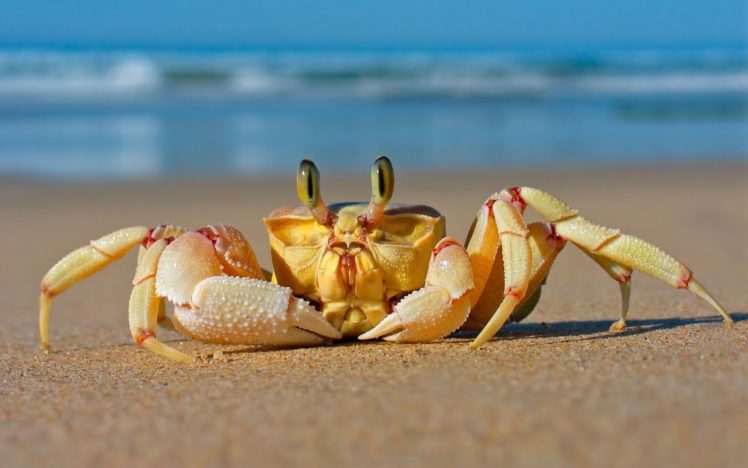 nature, Animal, Crab, Ocean, Sand, Beach, Hd, Wallpapers HD Wallpaper Desktop Background