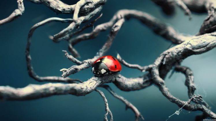 nature, Trees, Bug HD Wallpaper Desktop Background
