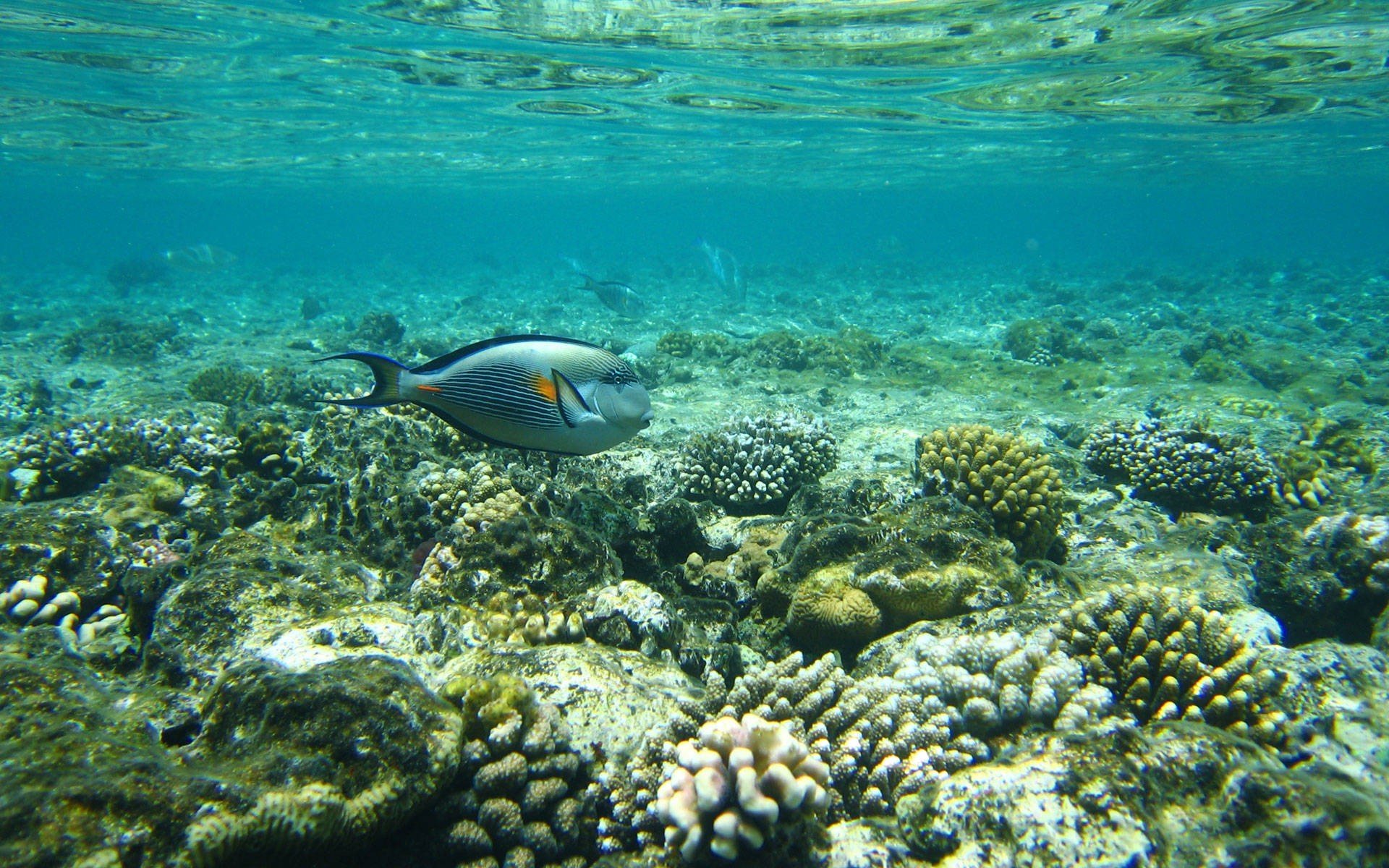 fish, Underwater, Coral, Reef Wallpapers HD / Desktop and Mobile ...