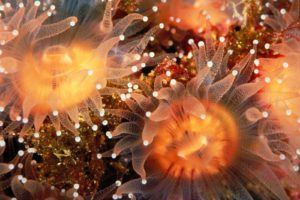 sea, Anemones, Underwater