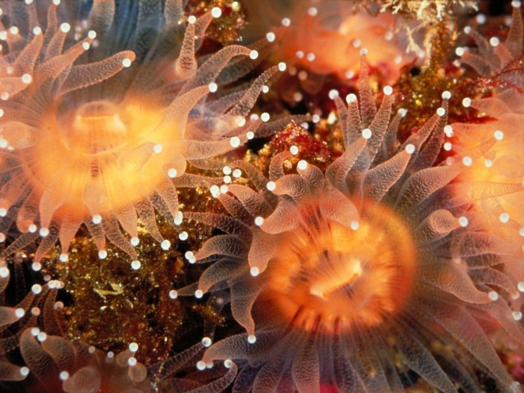 sea, Anemones, Underwater HD Wallpaper Desktop Background